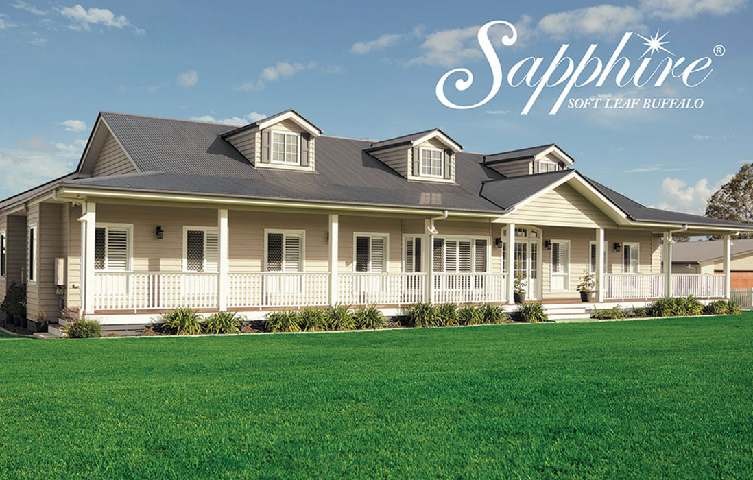 sapphire soft leaf buffalo grass from Billabong Turf NSW