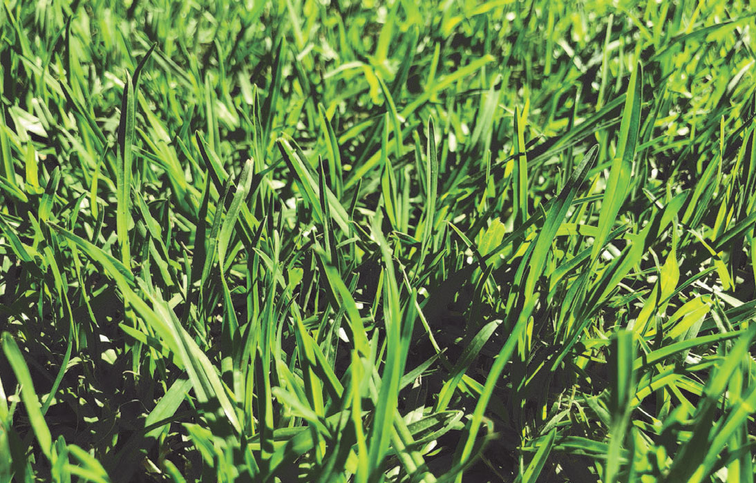 kikuyu-turf-Billabong-turf-NSW-1 Kikuyu turf by Billabong Turf NSW