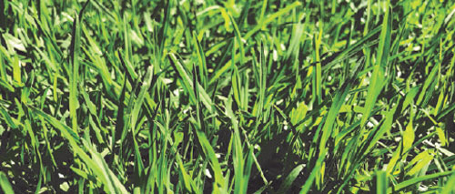 Kikuyu Turf NSW