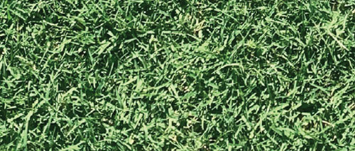 Santa Ana Couch Grass