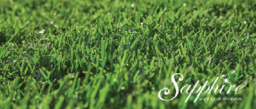 Sapphire Soft Leaf Buffalo Turf