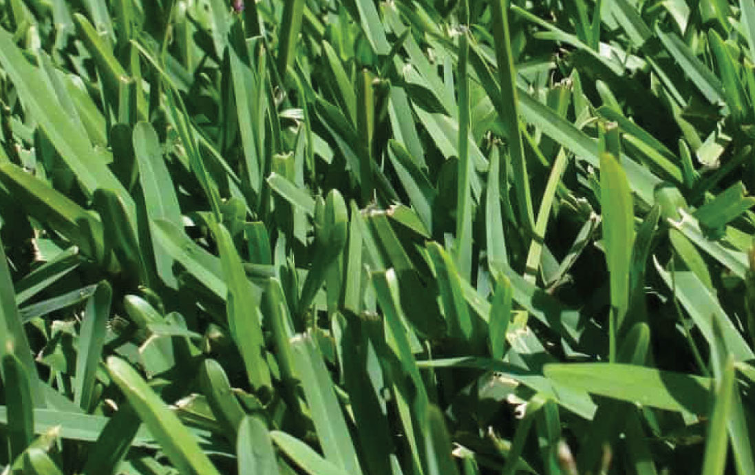 sir-walter-buffalo-turf-Billabong-turf-NSW-1 Sir Walter Buffalo Turf by Billabong Turf NSW
