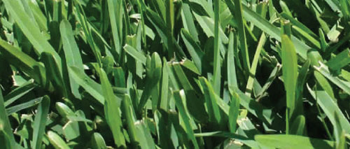 Sir Walter Buffalo Grass