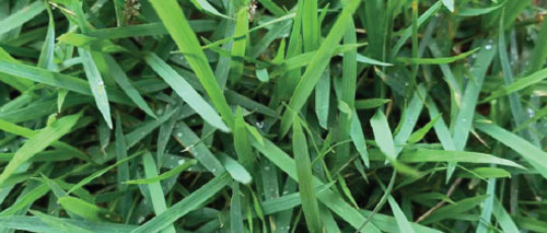 Winter Green Couch Turf NSW